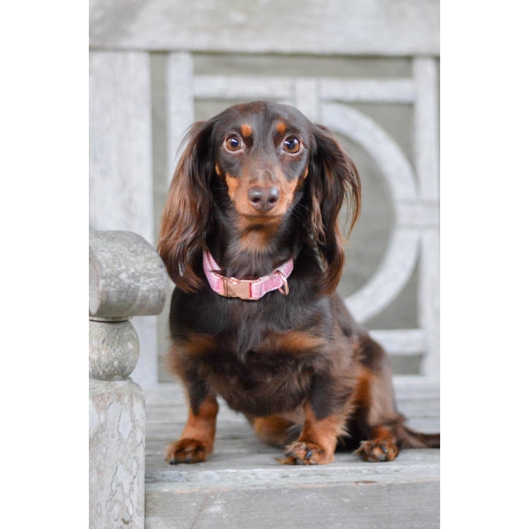 Sassy Woof Dolce Rose Adjustable Dog Collar, Large photo 6