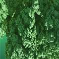 thumbnail image 1 of Ahgly Company Machine Washable Indoor Square Transitional Deep Emerald Green Area Rugs, 6' Square, 1 of 7