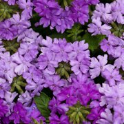 50 Lilac Verbena Seeds – Vibrant Hybrid Flower Seeds for Spring & Summer Gardens – Fast-Growing Perennial Wildflower