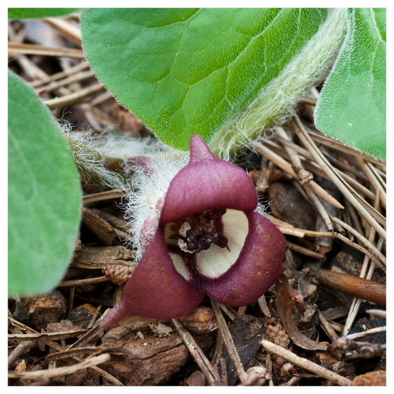 Everwilde Farms - 1 lb Wild Ginger Native Wildflower Seeds - Gold Vault Bulk Seed Packet