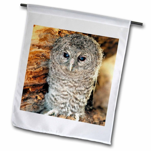 3dRose Tawny Owl, Strix aluco One month young owl Aragon Spain - Garden Flag, 12 by 18-inch