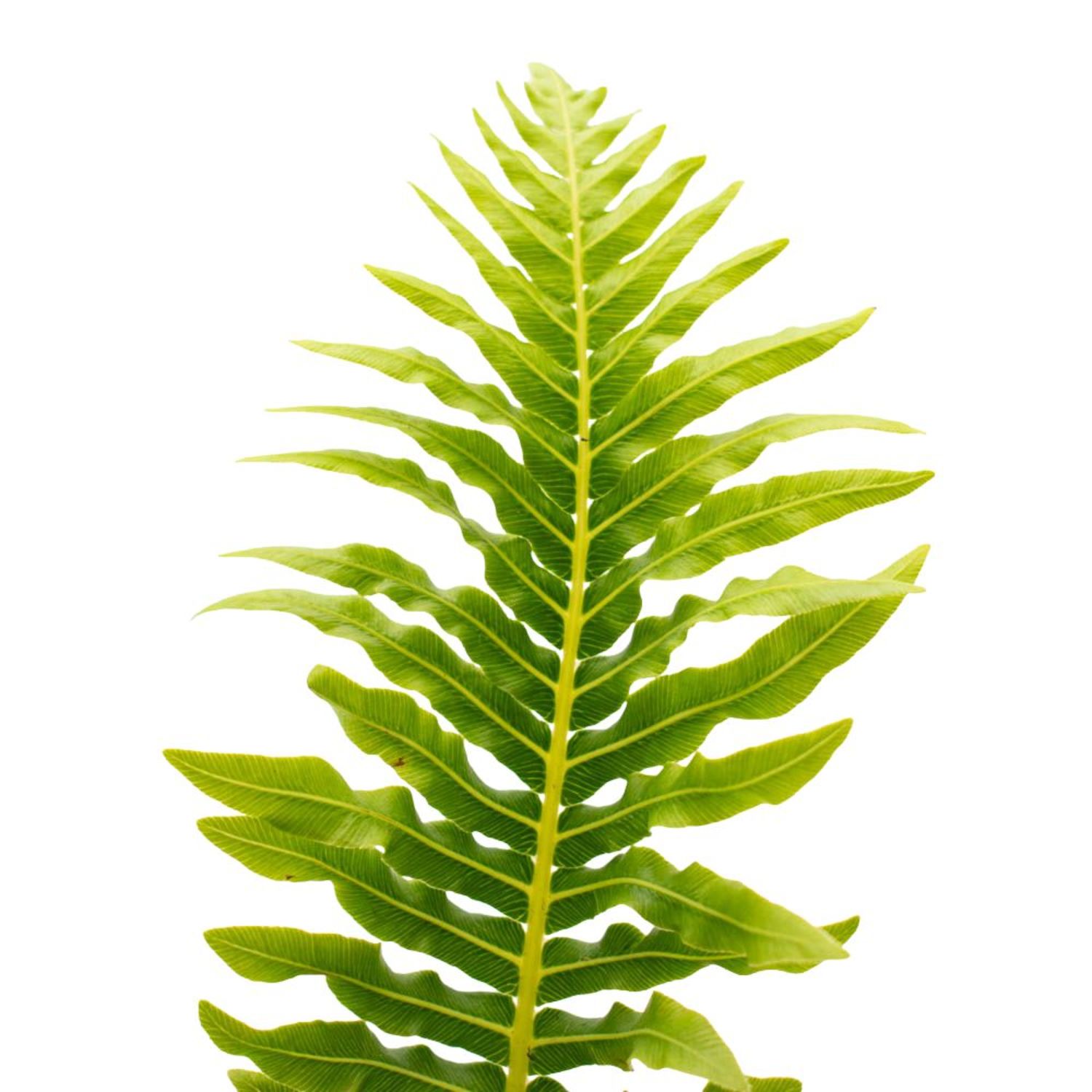 Proven Winners 5" 'Silver Lady' Dwarf Tree Fern Live Plant in 4.5" Pot (4 Count)