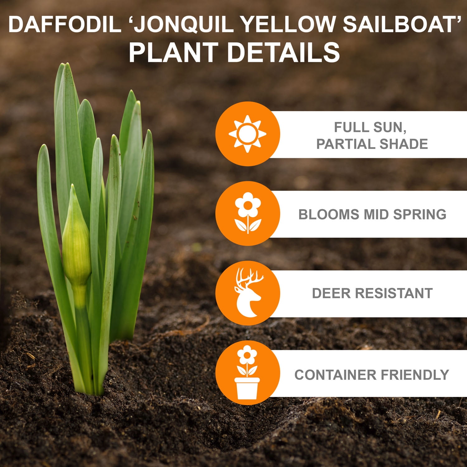 Garden State Bulb Narcissus Jonquil Yellow Sailboat Daffodil Flower Bulbs, 14/16cm (Bag of 25)