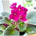 thumbnail image 2 of Red African Violets Live Plant, Random Red Flowers Streptocarpus, Indoor Flower Plants, Blooms All Year Round 4 Inch Pot, 2 of 7