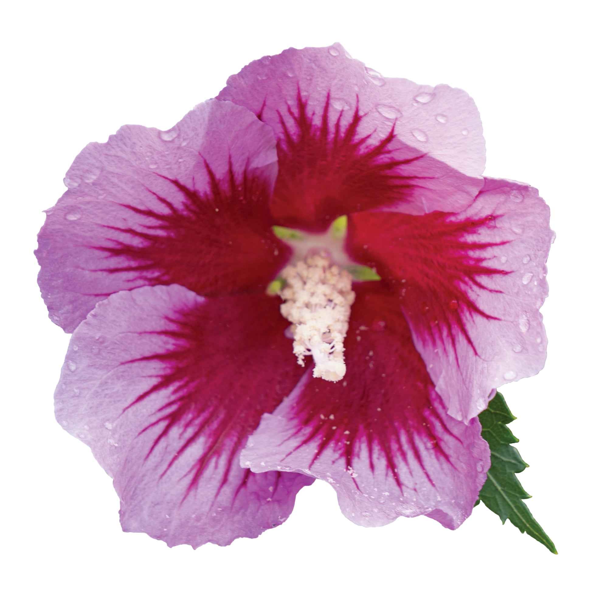 Proven Winners ColorChoice Purple Pillar Hibiscus Live Shrub (5 Gallon)
