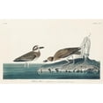 thumbnail image 3 of Audubon, John James 14x10 Black Modern Framed Museum Art Print Titled - Wilsons Plover, 3 of 5