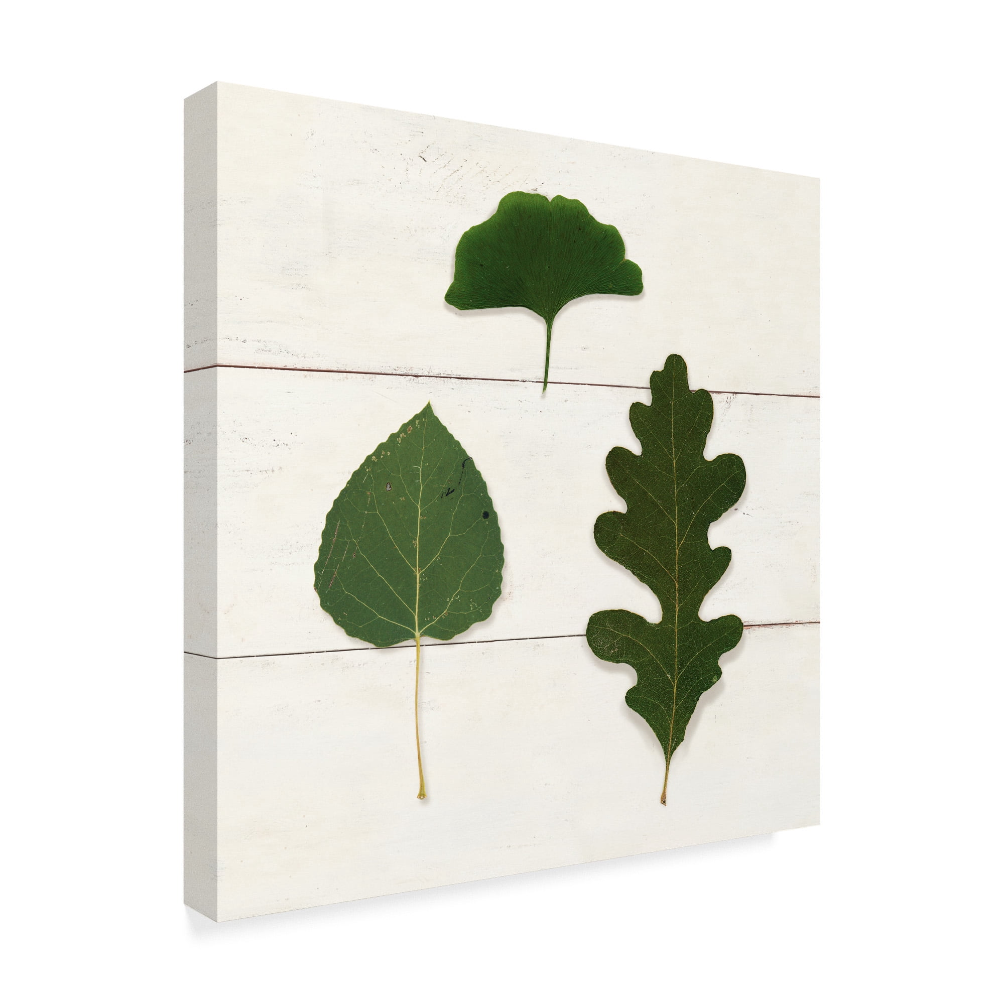 Trademark Fine Art 'Leaf Chart III Shiplap' Canvas Art by Wild Apple Portfolio