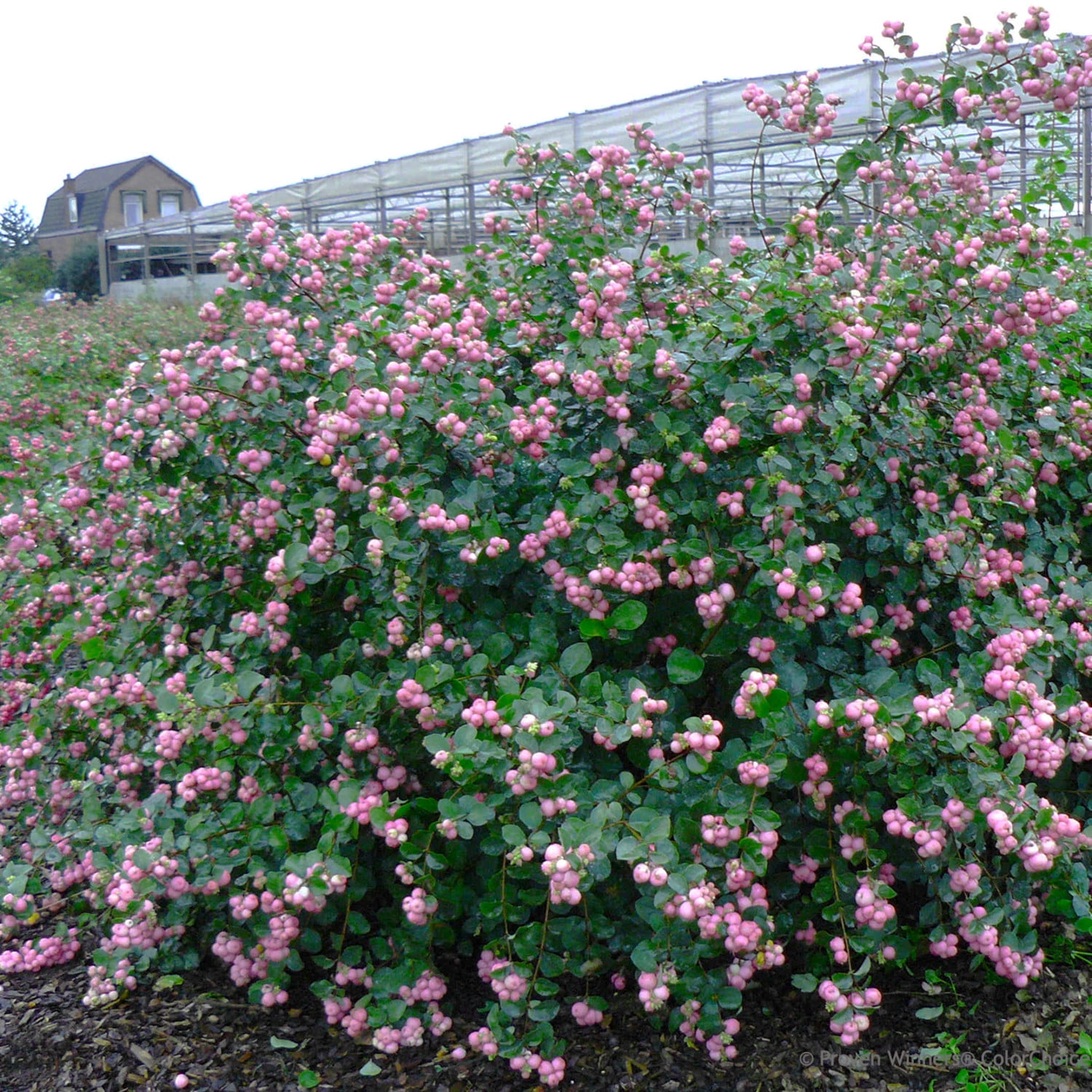 Proven Winners ColorChoice 5" Proud Berry Pink Coralberry Live Plant in 4.5" Pot (4 Count)