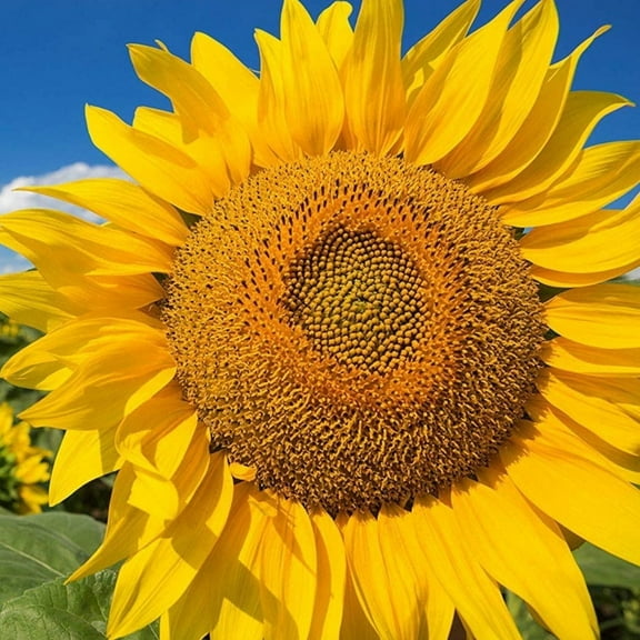 TomorrowSeeds - Mammoth Grey Stripe Sunflower Seeds - 50  Count - For 2026 Planting Helianthus