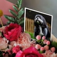 thumbnail image 3 of 3drose, Chih Tzu. Black and White. Popular Breed. Best Friend., 6 Greeting Cards with Envelopes, 3 of 7