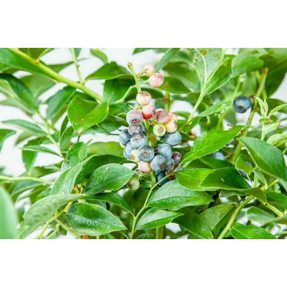 1 Gal. Cross Pollinating Blueberry 3-Pack - Heat Resistant - Blueberry Variety