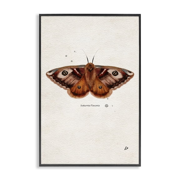 Stupell Industries Scientific Orange Moth Insects Painting Black Framed Art Print Wall Art, 12 x 18
