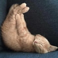 thumbnail image 3 of Nob, R. 15x15 Black Modern Framed Museum Art Print Titled - Cat Yoga VII, 3 of 5