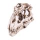 thumbnail image 4 of Escultura de calavera de resina Advancent con huesos de dinosaurio, 4 of 6