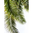thumbnail image 1 of Palm Leaves, Botanical Unframed Photographic Print Wall Art by Lexie Greer Sold by Art.Com, 1 of 4
