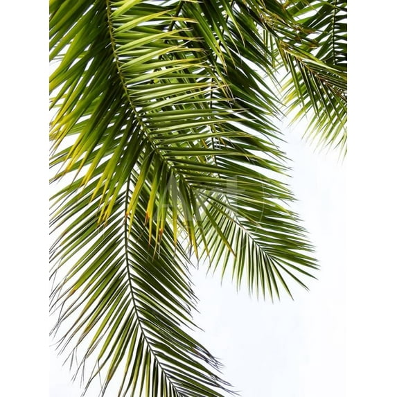 Palm Leaves, Botanical Unframed Photographic Print Wall Art by Lexie Greer Sold by Art.Com