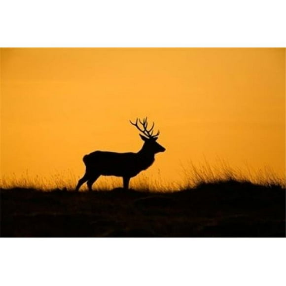 Danita Delimont PDDEU33DSL0045B Uk Red Deer Stag At Dawn Poster Print by David Slater, 17 x 11