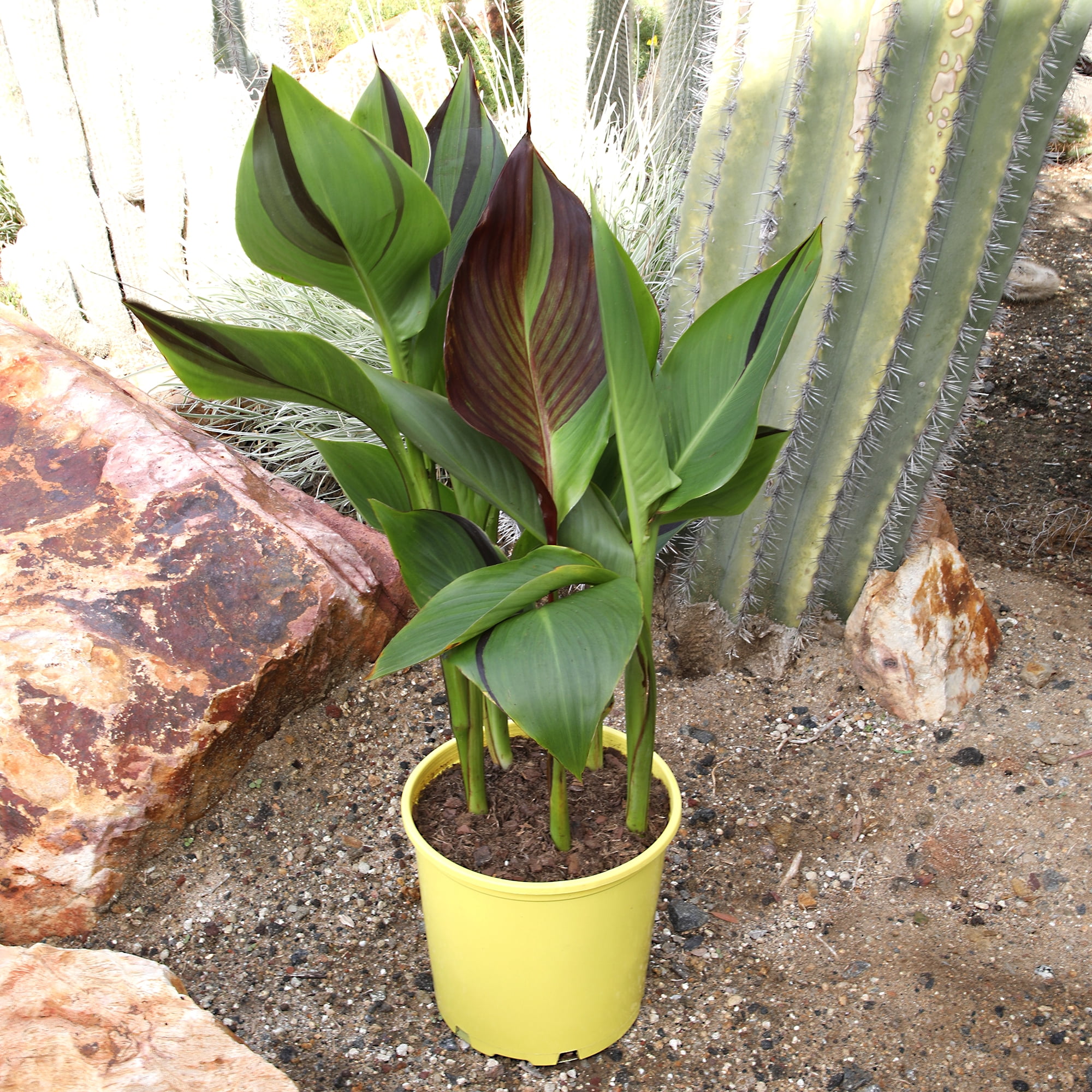 Altman Plants Kaleidoscope Canna Lily | 4qt. Grow Pot; Full Sun | Flowering Perennial, Outdoor Plant