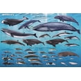thumbnail image 1 of Affiche Éducative Baleines 36 x 24 Po, 1 of 4