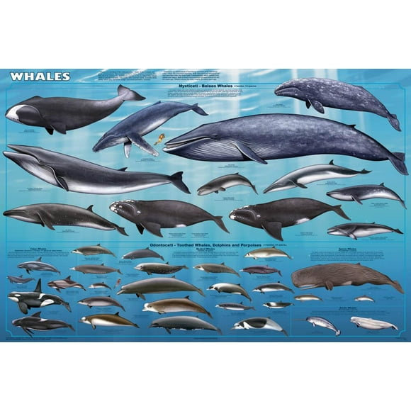 Whales Educational Poster 36 x 24in