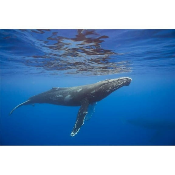 Humpback Whale Megaptera Novaeangliae Underwater - Hawaii United States of America Poster Print - 38 x 24 in. - Large