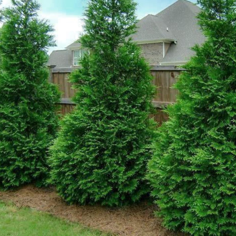 Expert Gardener 1-1.5 ft tall Leyland Cypress Live Shrub in 1-Gallon Grower Pot