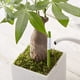 thumbnail image 5 of Aquameter, Juego de 10, Sensor de Humedad del Suelo de la Planta, Medidor de Humedad del Suelo de la Planta de la Casa, Mejor para Plantas en Macetas de Interior (Pequeñas), 5 of 6