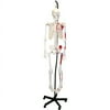Walter Products Hanging Full Size Human Skeleton, 66", 168cm with Muscle