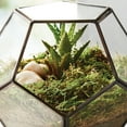 thumbnail image 5 of Planter and Terrarium Sheet Moss, Green, 2 oz. Bag, 1" L x 7" Wide x 11" H, Indoor / Outdoor Use, 5 of 5