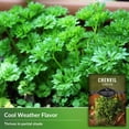 thumbnail image 3 of 2 Packs Curled Chervil Seeds - Non-GMO Heirloom Annual Partial Shade Herb, 3 of 8