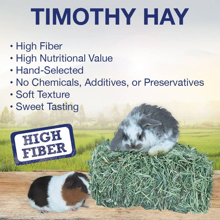 Best timothy hay top for guinea pigs