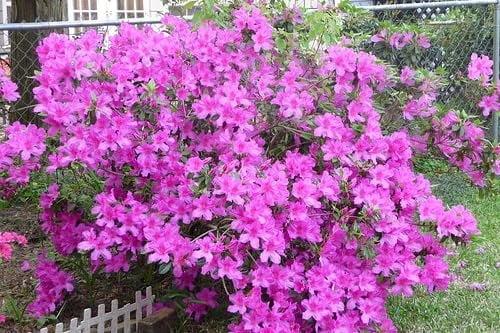 Purple Formosa Azalea  3 Live Plants  Rhododendron Formosum  Lush Flowering Shrub  Hardy Garden Landscape Accent  Vibrant Spring Blooms