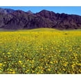thumbnail image 2 of Talbot Frank, Christopher 14x12 White Modern Wood Framed Museum Art Print Titled - California, Death Valley NP Desert Sunflowers, 2 of 4