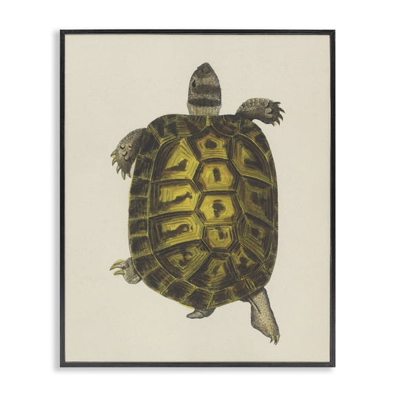 Stupell Industries Traditional Vintage Maritime Tortoise Black Framed Giclee Art, 11 x 14, by Phillipa Katz