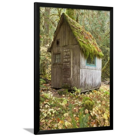 Weathered Old Cabin In Forest Olympic National Park Washington