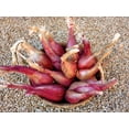 thumbnail image 6 of TomorrowSeeds - Zebrune Shallot Seeds - 600+ Count - For 2026 Planting Heirloom Gourmet French Pink, 6 of 9