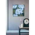 thumbnail image 3 of Epic Art 'Blue Hydrangeas I' by Tim O'Toole, Acrylic Glass Wall Art, 24"x24", 3 of 5
