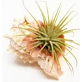thumbnail image 2 of 2-Pack: Air Plant in Pink Murex Shell - Complete Set for Beach House Decor / Dorm Room, 2 of 4