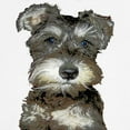 thumbnail image 3 of CafePress - Miniature Schnauzer Baseball Jersey - Cotton Baseball Jersey, 3/4 Raglan Sleeve Shirt, 3 of 4