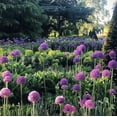 thumbnail image 4 of 5 Giant Allium Bulbs for Planting, Gladiator Allium , Ornamental Onion Plant, Giant Globe Blooms, Fall Flowering, Purple Flower Plant Easy Grow, 4 of 5