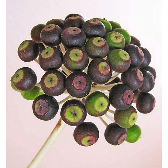 20 Paperplant Seeds for Planting - Fatsia Japonica - Great Indoor Plant or Annual Garden Plant