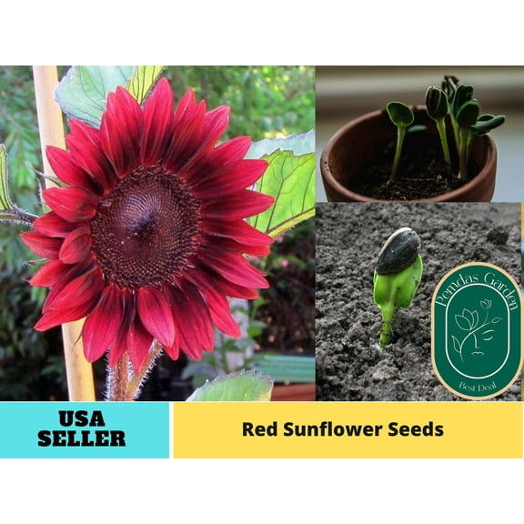 25  Seeds| Red Sunflower Seeds - Authentic Seeds - Perennial~ GMO Free ~~Flower seeds ~ Asian Garden~ Herbs B5G1 #E013