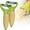 A, variant on Gallickan Corn Planer Kitchen Gadget Non-Slip Handle Corn Planer Peeler, Improved Maize Stripper, 304 Stainless Steel, 2-Pack