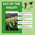 thumbnail image 2 of Lily of the Valley Live Plant, Set 5 Dormant Roots, White Flower for Outdoor Planting, 2 of 5