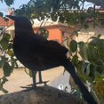 thumbnail image 5 of Realistic Black Crow Decoration for Halloween, Lifelike Feathered Bird Prop for Indoor Outdoor Party Decor, Scary Yard Ornament, 11 Inch, 5 of 5
