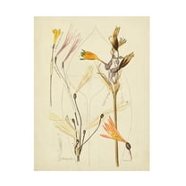 Vision Studio 'Antique Botanical Sketch VI' Canvas Art