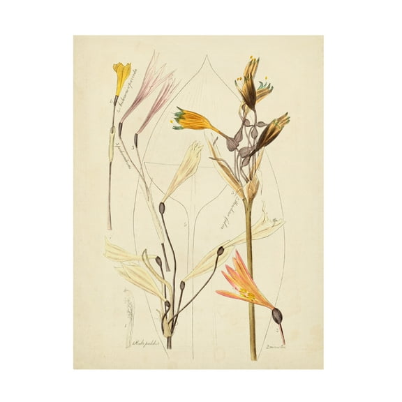 Vision Studio 'Antique Botanical Sketch VI' Canvas Art