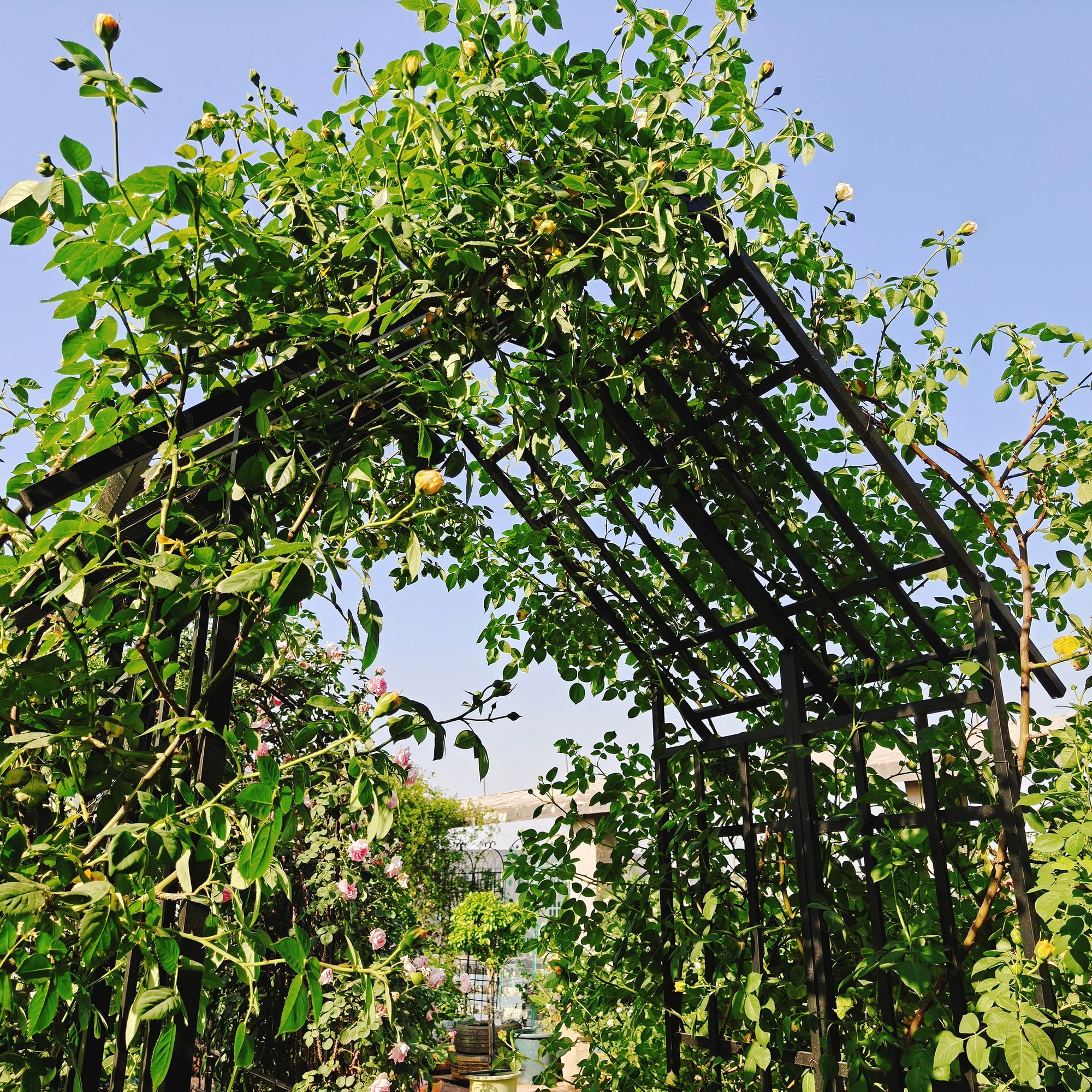 Garden Arch with Adjustable Width W68.11"-W94.29" Climbing Plants Support Rose Arch Outdoor Black