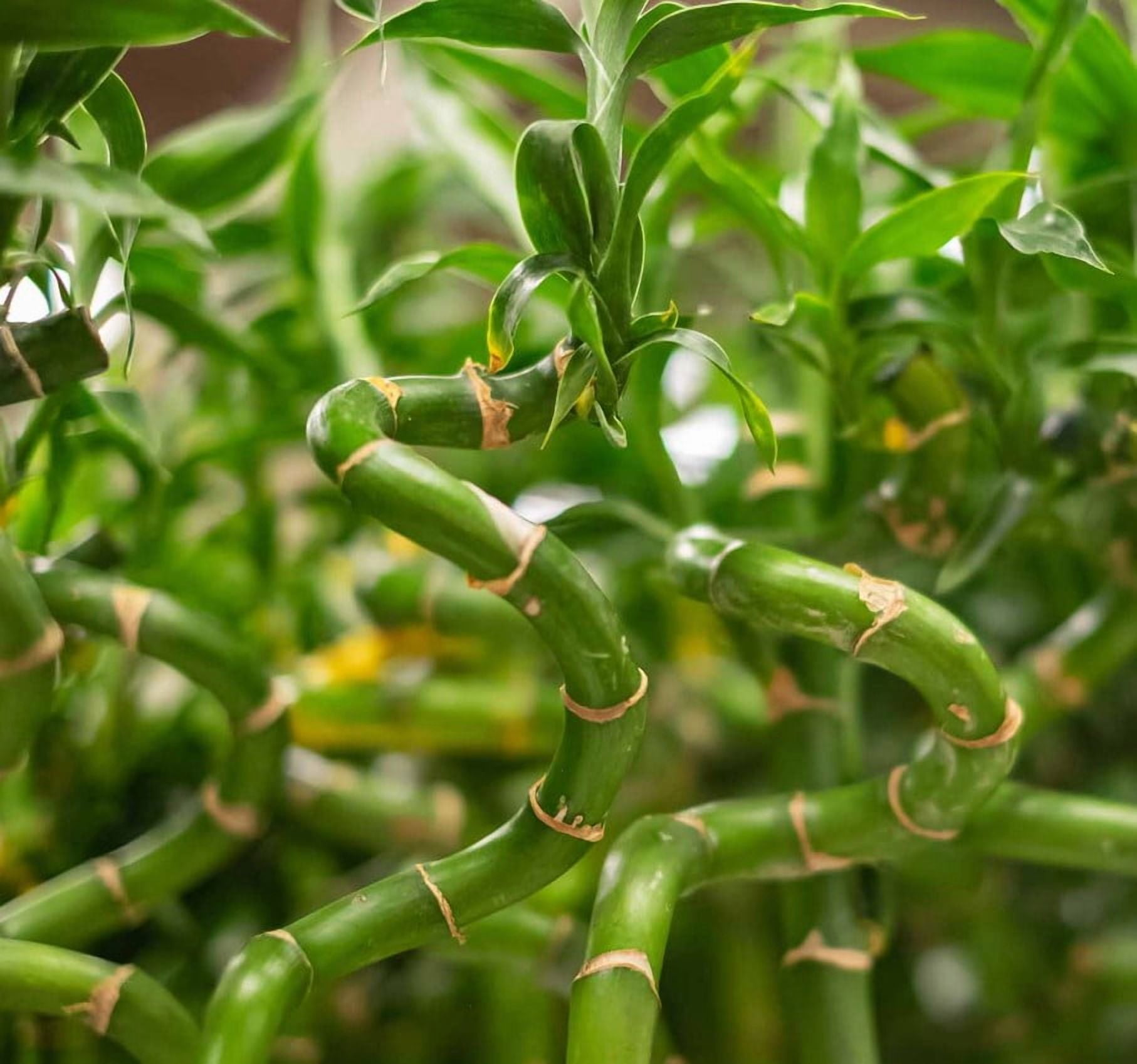 fertilizer for succulent plants EarthPods Cactus + Succulent Organic Plant Food Spikes (100 Fertilizer Capsules)