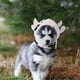 thumbnail image 5 of Sombrero de vaca para perro, disfraz de peluche para mascota, tocado de vaca, disfraz de toro y buey para mascota, diadema, gorro de fiesta, disfraz para perro y gato, 5 of 5